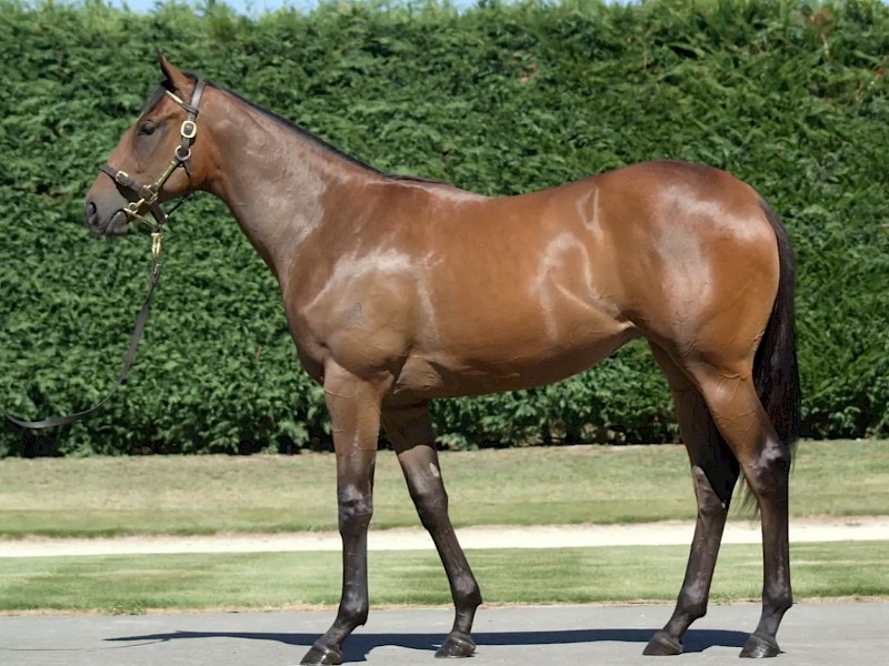 How Princess Amelie looked as a yearling when she fetched $300,000.