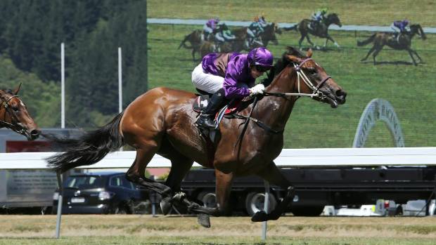 Platinum Witness won four races in the season including the Group I 1000 Guineas at Riccarton