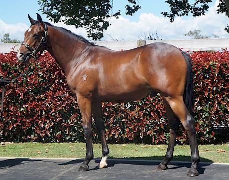 The Chief looked the part as a yearling but he won only one race for Herlihy and Mangos.