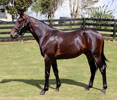 Named Dior Sauvage at the yearling sales, Brian Christopher had everything yearling buyers look for.
