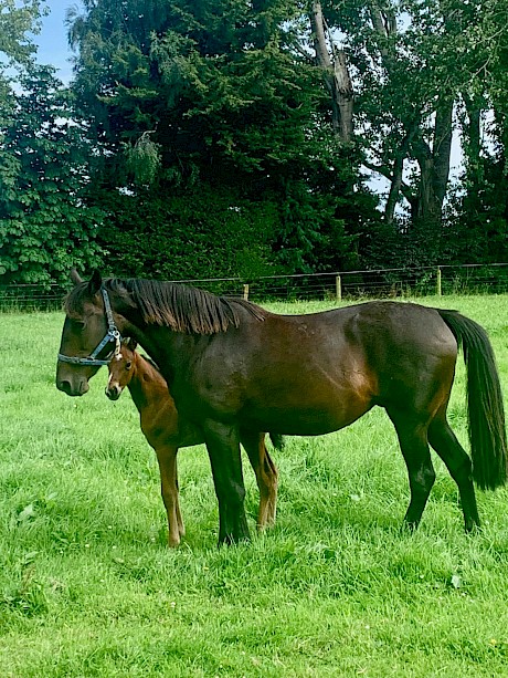 Hale and hearty at the age of 22, Beaudiene Babe with her latest Always B Miki foal.
