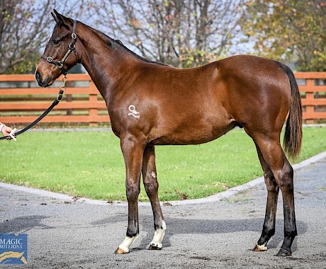 How Platinum Attack looked as a weanling in 2021.