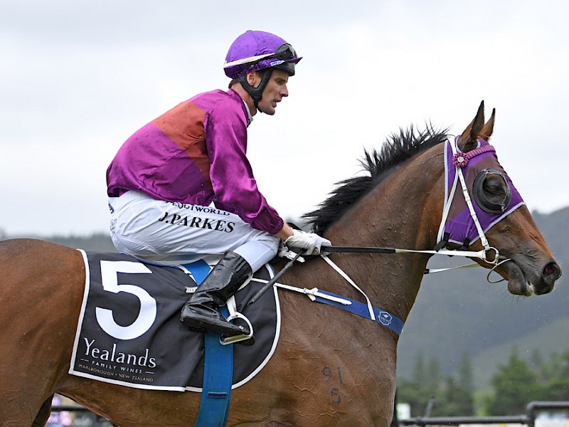 Johnathan Parkes brings Princess Amelie back to scale at Trentham. PHOTO: Race Images.