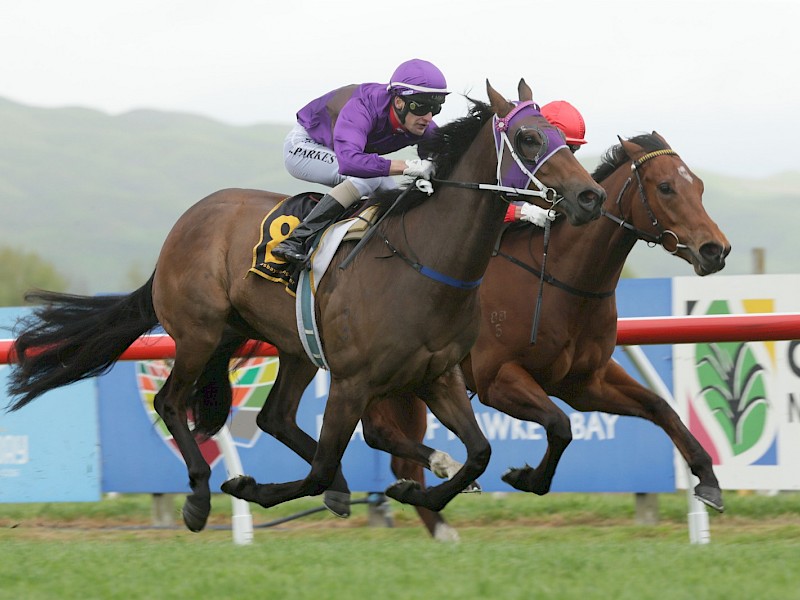 Near the finish line and Princess Amelie collars King Louis at Hastings. PHOTO: Trish Dunell.