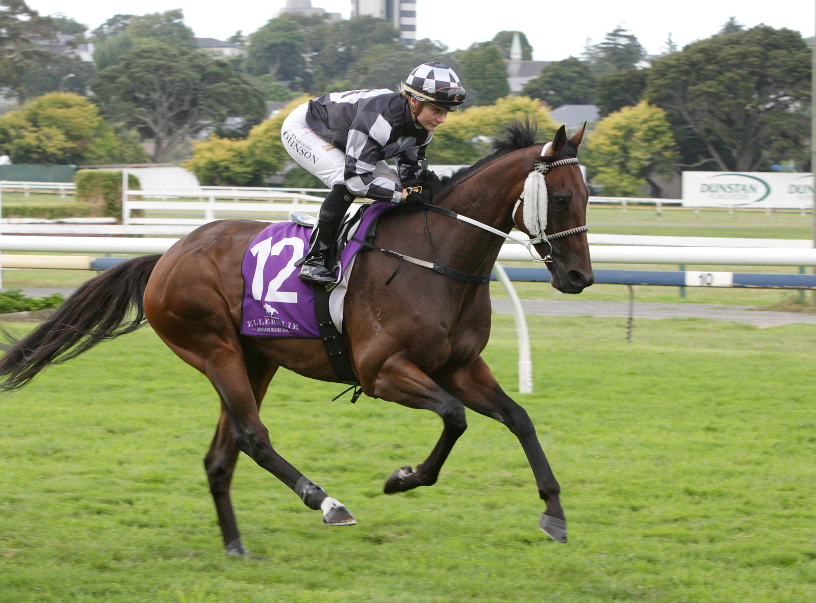 King Kamada … Summer Cup winner at Trentham