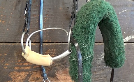 Green covered half the horse’s bit with latex