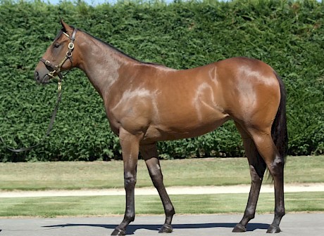 What $300,000 bought as a yearling