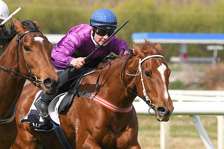 Lincoln Green … staying type who surprised by winning. PHOTO: Royden Williams.