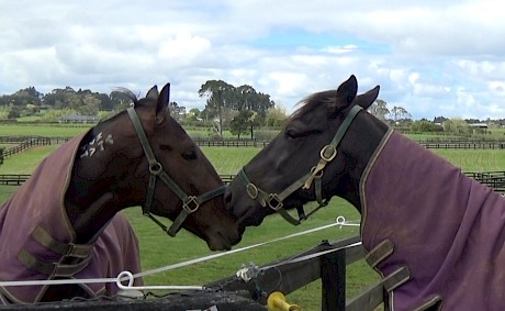 Make Way, left, gets some tips from Spring Cup winner Northview Hustler