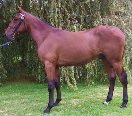 How Deer Hunter looked as a yearling