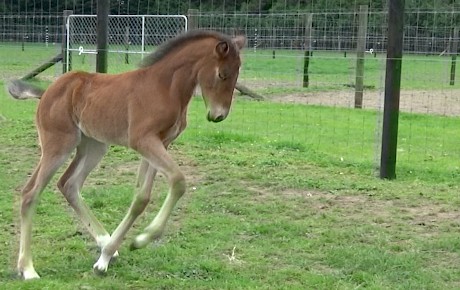 Play time at Brogden Lodge where Attsa Nice’s Sir Lincoln filly was foaled