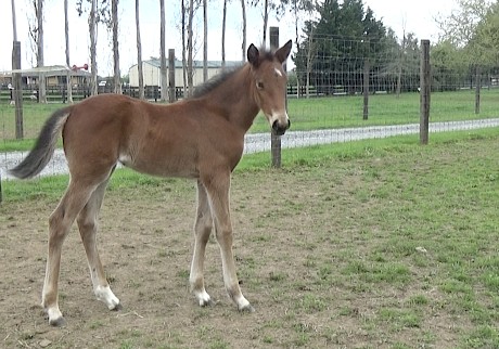 Even at just two weeks the foal is beautifully conformed