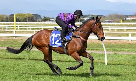 Father Lenihan … Fresh-up winner last campaign for Lincoln Farms. PHOTO: Royden Williams.