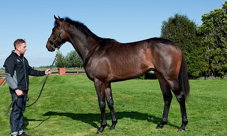 Prince Hareem who sold for $800,000 to Hong Kong, continuing a great run of luck for three Christchurch friends
