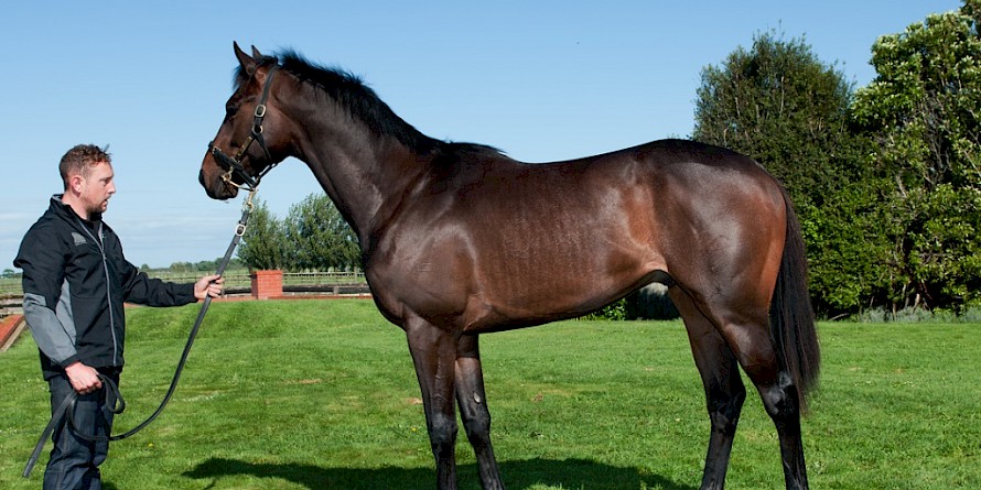 Prince Hareem who sold for $800,000 to Hong Kong, continuing a great run of luck for three Christchurch friends