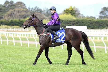 Lincoln Melody … pictured at the Foxton trials. PHOTO: Royden Williams.