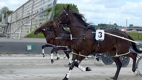 Behind the gate for the first time on Saturday, from outside in, Man Of Action, Perfect Stride and Double Or Nothing.