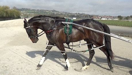 Perfect Stride … compact and strong like his brother Chicago Bull.