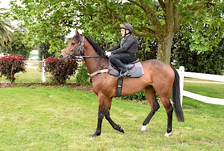 Master Lincoln parades before turning in an eye-catching jumpout at Levin last week. PHOTO: Royden Williams.