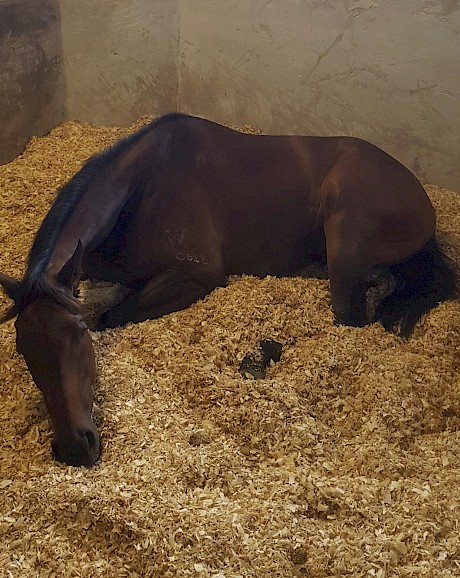 Lie down time … Saint Lincoln resting in his box today. PHOTO: Scott Bailey.