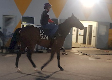 Silent Prince heading out to work early at Kranji this morning. PHOTO: Scott Bailey.