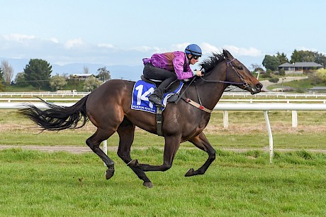 Port Lincoln … excellent on debut but probably looking for more ground now. PHOTO: Royden Williams.