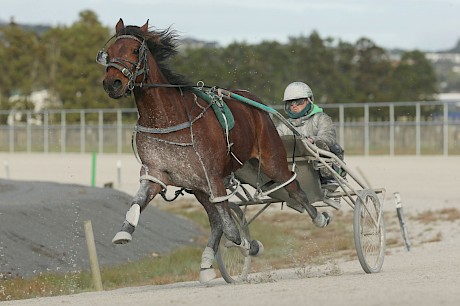 Mathew James … has all the breeding in the world but the motor’s not there. PHOTO: Trish Dunell.