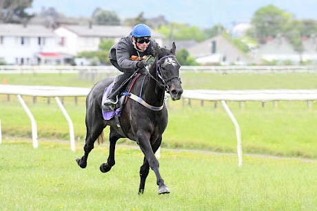 Lincoln Lane … budding stayer who has shown plenty. PHOTO: Royden Williams.