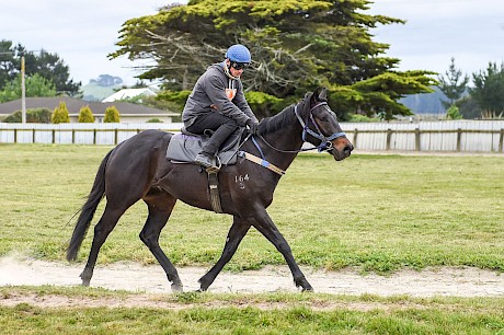 Lincoln Sky … fastest maiden heat winner ready to go to the races. PHOTO: Royden Williams.