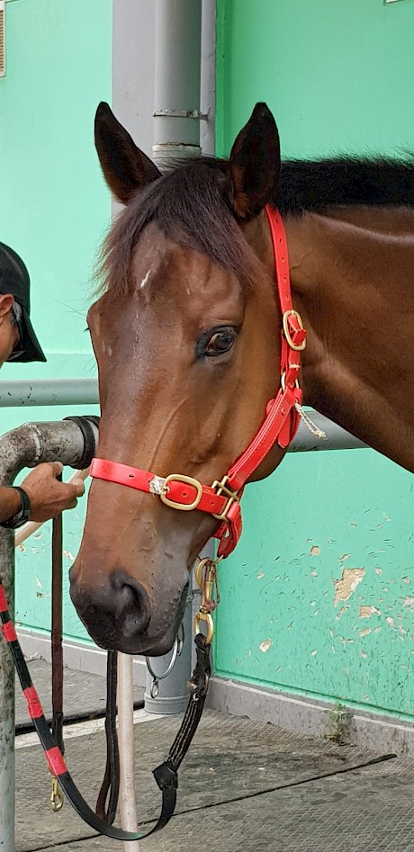 Lincoln Moonlight … each way chance if on top of his game. PHOTO: Scott Bailey.