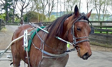 Mathew James returns to the stable after his first losing workout - the eyes say it all.