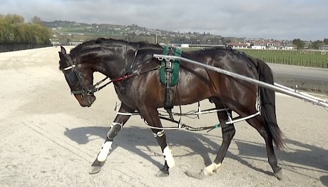 Perfect Stride … the ‘Mercedes’ of the two-year-olds on show yesterday, according to trainer Ray Green.