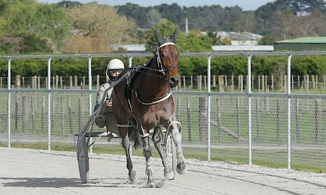 Lincoln’s Girl has been competing in fast-run races against much stronger opposition. PHOTO: Trish Dunell.