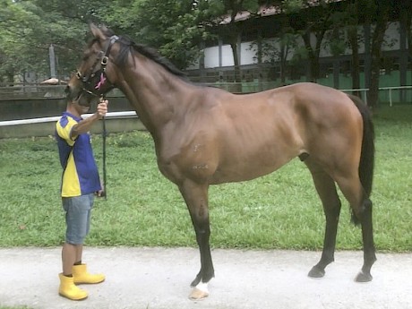 Rock Me Easy … big, strong four-year-old by Road To Rock.