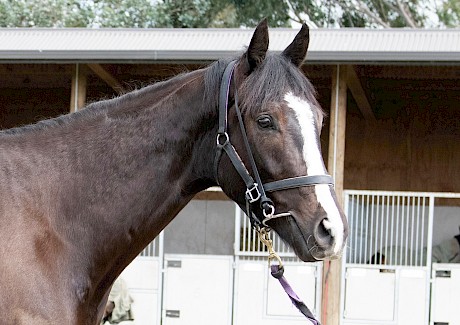 Lincoln Hanover … improving three-year-old who needs good ground. PHOTO: Royden Williams.