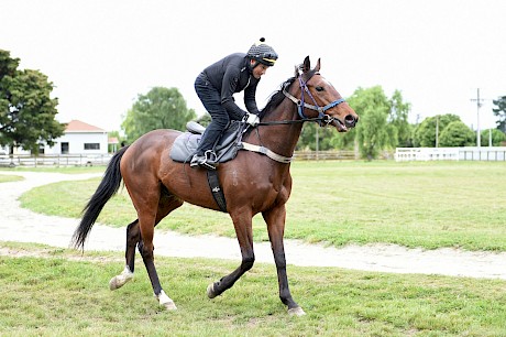 Lincoln Fury … the form books won’t show it but he has been an impressive winner of his last two jumpouts. PHOTO: Royden Williams.