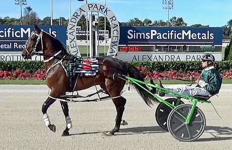 Heat winner Sir Tiger who is proving to be the surprise packet of the Lincoln Farms’ babies.