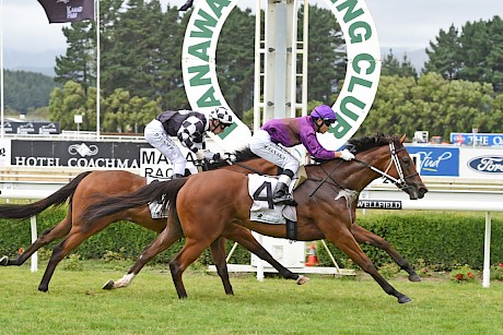 Lincoln’s Gal beats Malo Bik at Awapuni on Boxing Day last year. PHOTO: Race Images.