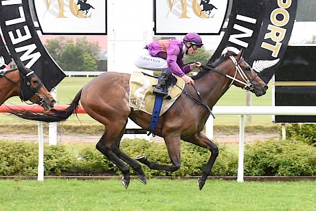 Lincoln Raider … gets top jockey Opie Bosson for the last race on Saturday. PHOTO: Race Images.