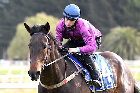 Tim Johnson gets another chance on strapping galloper Port Lincoln who is a difficult horse to work. PHOTO: Royden Willians.