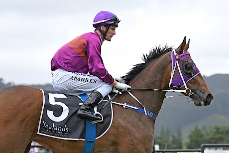 Princess Amelie … will be worth following in the New Year. PHOTO: Race Images.