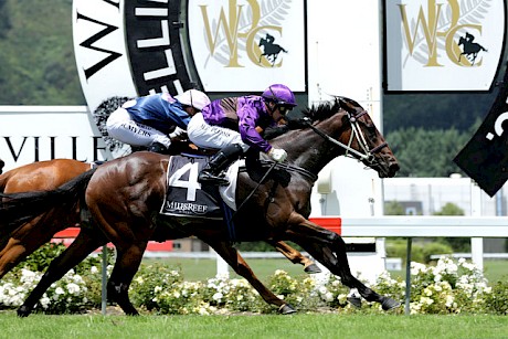 Platinum Mam’selle … victim of a shocking ride at Trentham. PHOTO: Race Images.