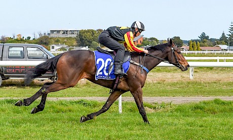 Lincoln Farms’ Shocking gelding out of Shi Kin Fly stretches out in a trial at Foxton. PHOTO: Royden Williams.