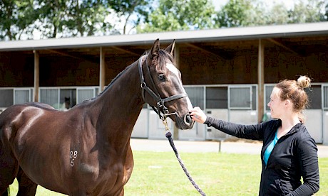 Marnie Purser shows off Platinum Invador at trainer Lisa Latta’s stables. PHOTO: Royden Williams.