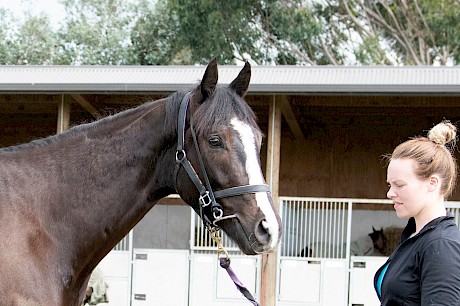 Strapper Marnie Purser with Lincoln Hanover who is worth looking after, says trainer Lisa Latta. PHOTO: Royden Williams.