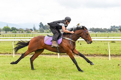 Platinum Spirit … can gallop but is still a little timid. PHOTO: Royden Williams.