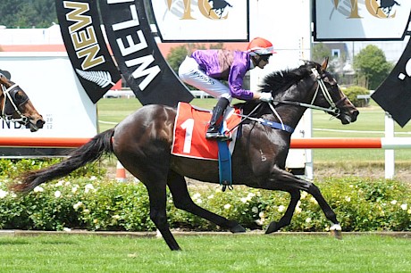 Lincoln Falls slayed his rivals at Trentham but first look at Ellerslie will be a test. PHOTO: Race Images.