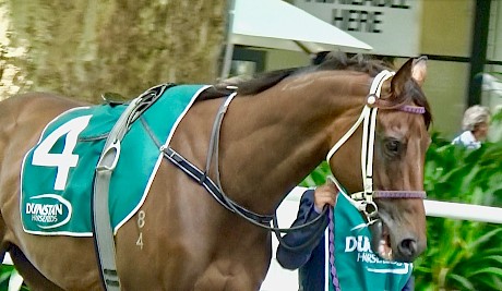 Lincoln Raider parading before his race at Ellerslie. Rider Opie Bosson reported he was unhappy all the way.