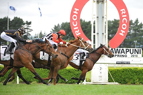 Father Lenihan in winning form at Awapuni. He gets weight relief on Saturday but must have the fire out of the ground to start.