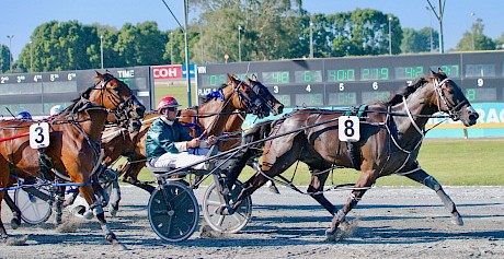 Zealand Star is cruising at the finish of his win last week. He meets a much tougher field this time. PHOTO: FokusPhotography.